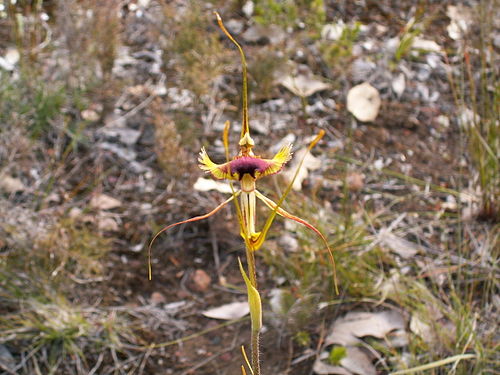 Caladenia lobata